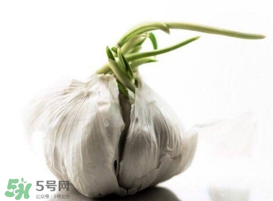 發(fā)芽的大蒜能吃嗎？發(fā)芽的大蒜能不能吃