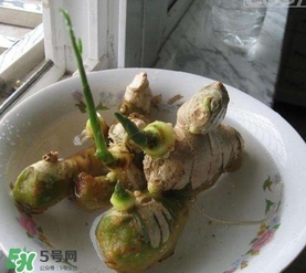 生姜發(fā)芽了能吃嗎？生姜發(fā)芽了能不能吃