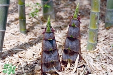筍干多吃了會(huì)怎樣？筍干多吃了有什么壞處？