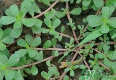 豬婆菜的營養(yǎng)價(jià)值_豬婆菜的功效與作用及食用方法