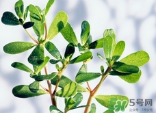 豬婆菜的營養(yǎng)價(jià)值_豬婆菜的功效與作用及食用方法