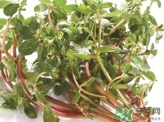 豬婆菜的營養(yǎng)價(jià)值_豬婆菜的功效與作用及食用方法