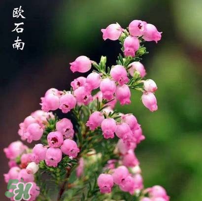 石楠花可以吃嗎？石楠花花語(yǔ)