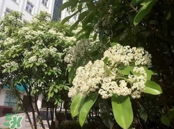 石楠花可以吃嗎？石楠花花語(yǔ)