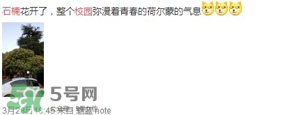 為什么學(xué)校要種石楠花？石楠花的味道為什么這么銷(xiāo)魂？