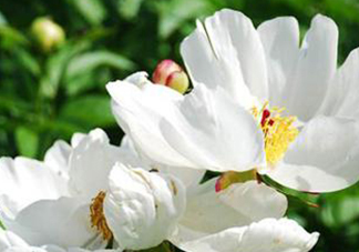 白芍可以美白嗎？白芍怎么美白？