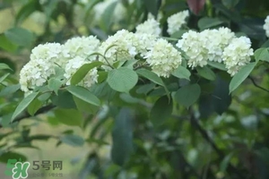 為什么學(xué)校要種石楠花？石楠花的味道為什么這么銷(xiāo)魂？
