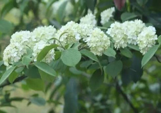 為什么學(xué)校要種石楠花？石楠花的味道為什么這么銷魂？