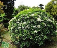 為什么學(xué)校要種石楠花？石楠花的味道為什么這么銷(xiāo)魂？