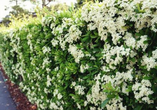 石楠花可以吃嗎？石楠花花語