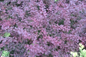 石楠花可以吃嗎？石楠花花語(yǔ)