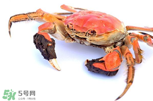 五月份可以吃螃蟹嗎？5月份可以吃螃蟹嗎？