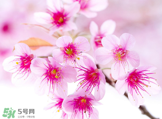 五月份還有櫻花嗎？日本5月份還有櫻花嗎？