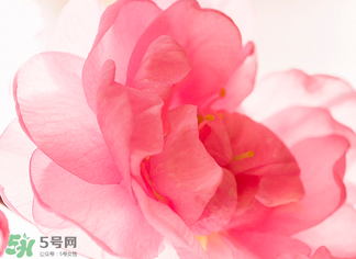 五月份還有櫻花嗎？日本5月份還有櫻花嗎？