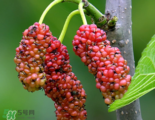 桑葚什么時(shí)候結(jié)果？桑葚幾年結(jié)果？