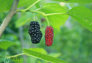 桑葚什么時(shí)候結(jié)果？桑葚幾年結(jié)果？