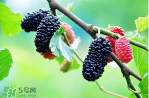 哪些人不能吃桑葚？桑葚什么人不能吃？