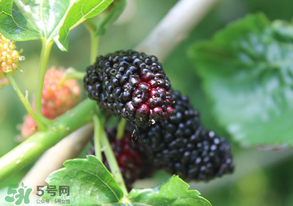 哪些人不能吃桑葚？桑葚什么人不能吃？