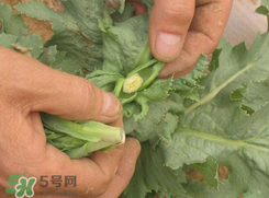 大煙苗能吃嗎？大煙苗能生吃嗎？