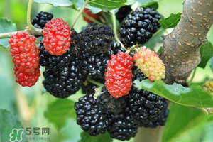 桑葚酸嗎？桑葚為什么酸？