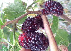 桑葚發(fā)霉了還能吃嗎？桑葚發(fā)霉了還能泡酒嗎？