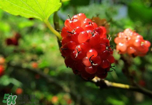 桑葚變紅了可以吃嗎？桑葚發(fā)紅可以吃嗎？