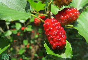 桑葚變紅了可以吃嗎？桑葚發(fā)紅可以吃嗎？