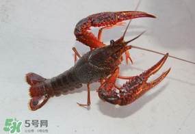四月份能釣龍蝦嗎？4月份能釣龍蝦嗎？