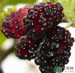 桑葚不甜怎么辦？桑葚不甜怎么變甜？