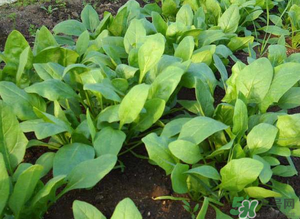4月份可以種菠菜嗎？菠菜幾月份種？