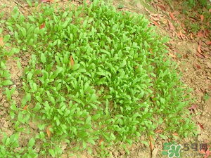 4月份可以種菠菜嗎？菠菜幾月份種？