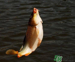 四月份可以釣鯉魚嗎？四月份怎么釣鯉魚？