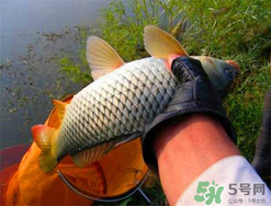 四月份可以釣鯉魚嗎？四月份怎么釣鯉魚？