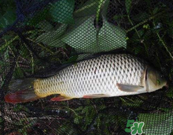 四月份可以釣鯉魚嗎？四月份怎么釣鯉魚？