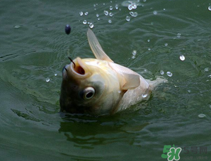 四月份能釣魚(yú)嗎？四月份釣什么魚(yú)？