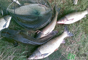 四月份能釣魚(yú)嗎？四月份釣什么魚(yú)？
