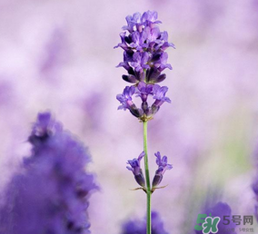 4月份有薰衣草嗎？四月份薰衣草開了嗎？