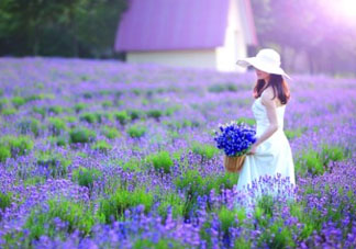 4月份有薰衣草嗎？四月份薰衣草開了嗎？
