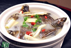 懷孕初期能吃甲魚嗎？懷孕初期可以吃甲魚嗎？