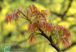香椿多少錢一斤？香椿芽多少錢一斤2017？