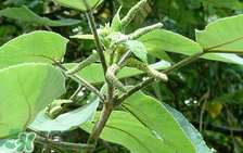 構(gòu)樹穗孕婦能吃嗎？孕婦能吃構(gòu)樹穗嗎？