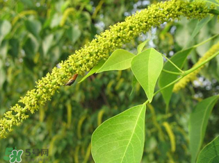 構(gòu)樹穗孕婦能吃嗎？孕婦能吃構(gòu)樹穗嗎？
