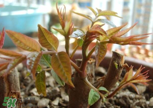 香椿什么時(shí)候發(fā)芽？香椿什么時(shí)候采摘？