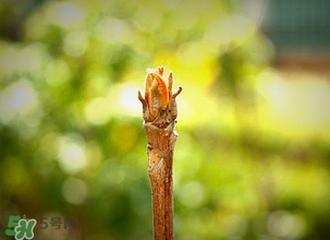 香椿什么時(shí)候發(fā)芽？香椿什么時(shí)候采摘？