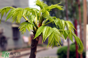 香椿什么時(shí)候發(fā)芽？香椿什么時(shí)候采摘？