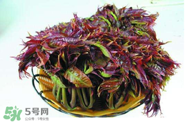 香椿什么時候上市？香椿幾月份上市？