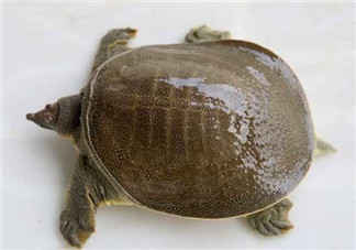 懷孕初期能吃甲魚嗎？懷孕初期可以吃甲魚嗎？