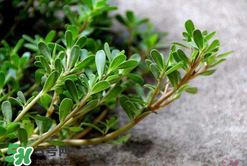 馬齒莧能治白發(fā)嗎？馬齒莧可以治白發(fā)嗎？