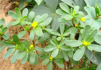 馬齒莧能治白發(fā)嗎？馬齒莧可以治白發(fā)嗎？