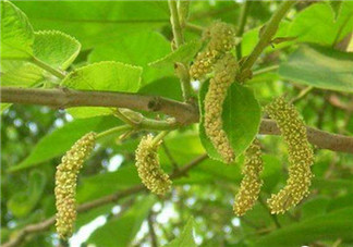 構(gòu)樹穗孕婦能吃嗎？孕婦能吃構(gòu)樹穗嗎？